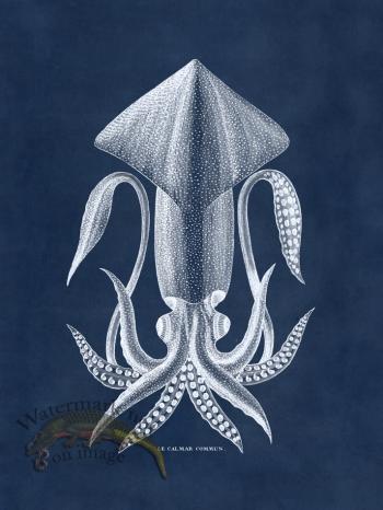 Octopus Blue 36
